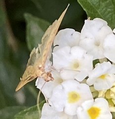Nomophilini