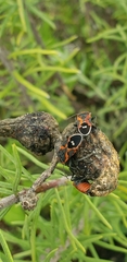Lygaeus kalmii