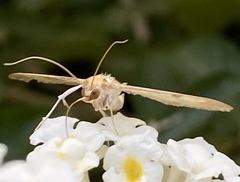 Nomophilini
