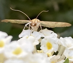 Nomophilini