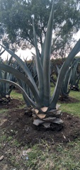 Agave mapisaga