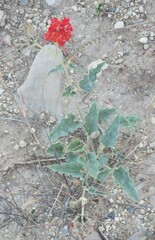 Nyctaginia capitata