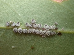 Euthoracaphis umbellulariae