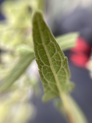 Montanoa tomentosa