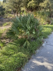 Serenoa repens