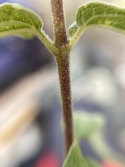 Montanoa tomentosa