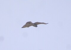 Buteo platypterus