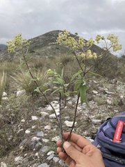 Montanoa tomentosa