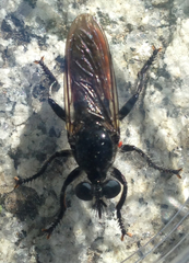 Laphriini