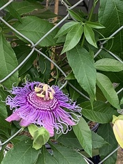 Passiflora incarnata × cincinnata