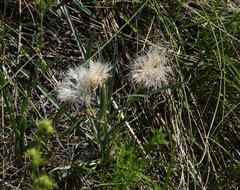 Takhtajaniantha austriaca