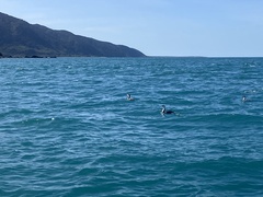 Phalacrocorax varius varius