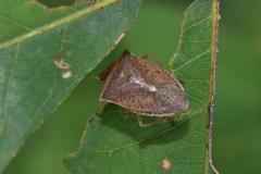 Euschistus variolarius