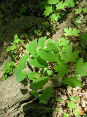 Uvularia grandiflora
