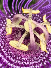 Passiflora incarnata × cincinnata