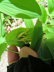 Uvularia grandiflora