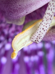 Passiflora incarnata × cincinnata