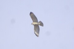Buteo platypterus