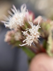 Ageratina scorodonioides