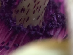 Passiflora incarnata × cincinnata