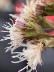 Ageratina scorodonioides