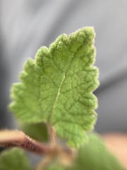 Ageratina scorodonioides