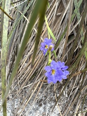 Dampiera stricta