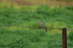 Anthus australis