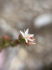Sedum moranense