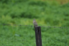 Anthus australis