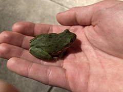 Hyla gratiosa