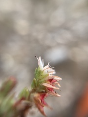 Sedum moranense