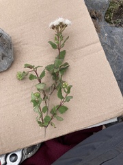 Ageratina scorodonioides