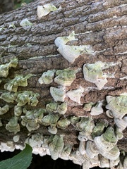 Trichaptum abietinum