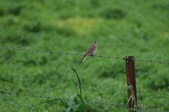 Anthus australis