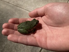 Hyla gratiosa