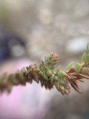 Sedum moranense