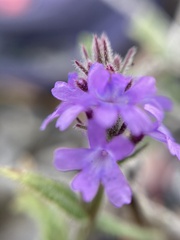 Verbenaceae
