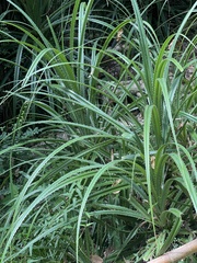 Pandanus odorifer