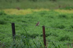 Anthus australis