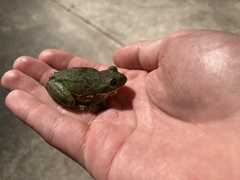 Hyla gratiosa