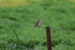 Anthus australis