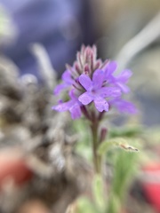 Verbenaceae