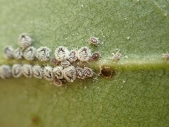 Euthoracaphis umbellulariae