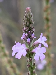 Verbena xutha