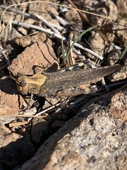 Trimerotropis verruculata