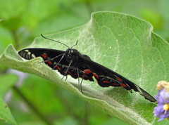 Papilio aegeus