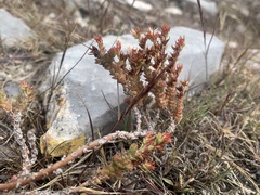 Sedum moranense
