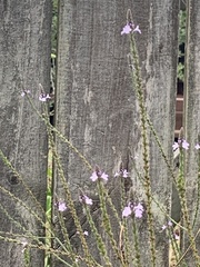 Verbena xutha