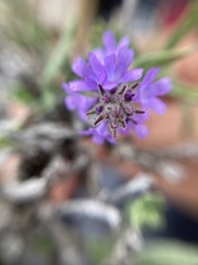 Verbenaceae